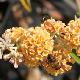 Buddleia Sungold