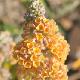 Buddleia Sungold
