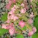 Hortensia panicule ruby