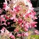 Hortensia panicule ruby