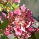 Hortensia � panicule Wim's Red