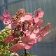 Hortensia � panicule Wim's Red