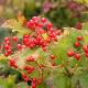 Viorne � fruits rouges
