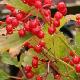 Viorne � fruits rouges