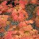 �rable du Japon Autumn Moon