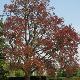 H�tre pourpre Riversii