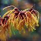 Hamamelis Aphrodite