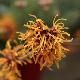 Hamamelis Jelena