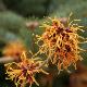 Hamamelis Jelena