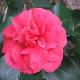 Cam�lia du Japon Comte de Gomer