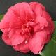 Cam�lia du Japon Comte de Gomer