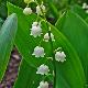 Muguet