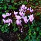 Cyclamen de Naples