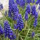 Muscari armeniacum