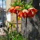 Fritillaire imp�riale