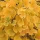 Arbre aux 40 �cus Autumn Gold