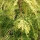 Taxodium distichum 'Peve Yellow'