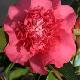 Cam�lia du Japon Chandleri Elegans