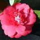 Cam�lia du Japon Chandleri Elegans