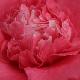 Cam�lia du Japon Chandleri Elegans