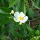 Gordonia lasianthus