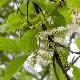 Pterostyrax  de Chine