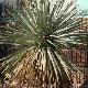 Yucca rostrata
