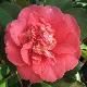 Cam�lia du Japon Guilio Nuccio
