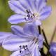 Agapanthe Blue Storm