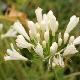 Agapanthe 'Snow Pixie'