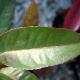 Gordonia lasianthus