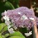Hydrangea aspera Macrophylla