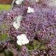Hydrangea aspera Macrophylla