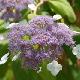 Hortensia sargentiana