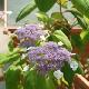 Hortensia sargentiana