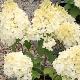 Hortensia � panicules Silver Dollar