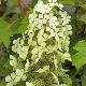 Hortensia � feuilles de ch�ne Pee Wee