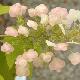 Hortensia � feuilles de ch�ne Sike's Dwarf