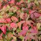 Nandina Blush Pink �