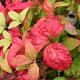 Nandina Blush Pink �