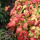 Nandina Blush Pink �