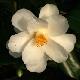 Cam�lia du Japon Lily Pons