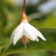 Styrax Fargesii