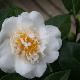 Cam�lia du Japon Madame Henri Cormerais