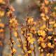 Berberis fastigi� Maria
