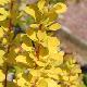 Berberis fastigi� Maria