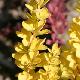 Berberis fastigi� Maria