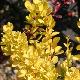 Berberis fastigi� Maria