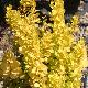 Berberis fastigi� Maria