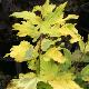 Physocarpus panach� Golden Anny �